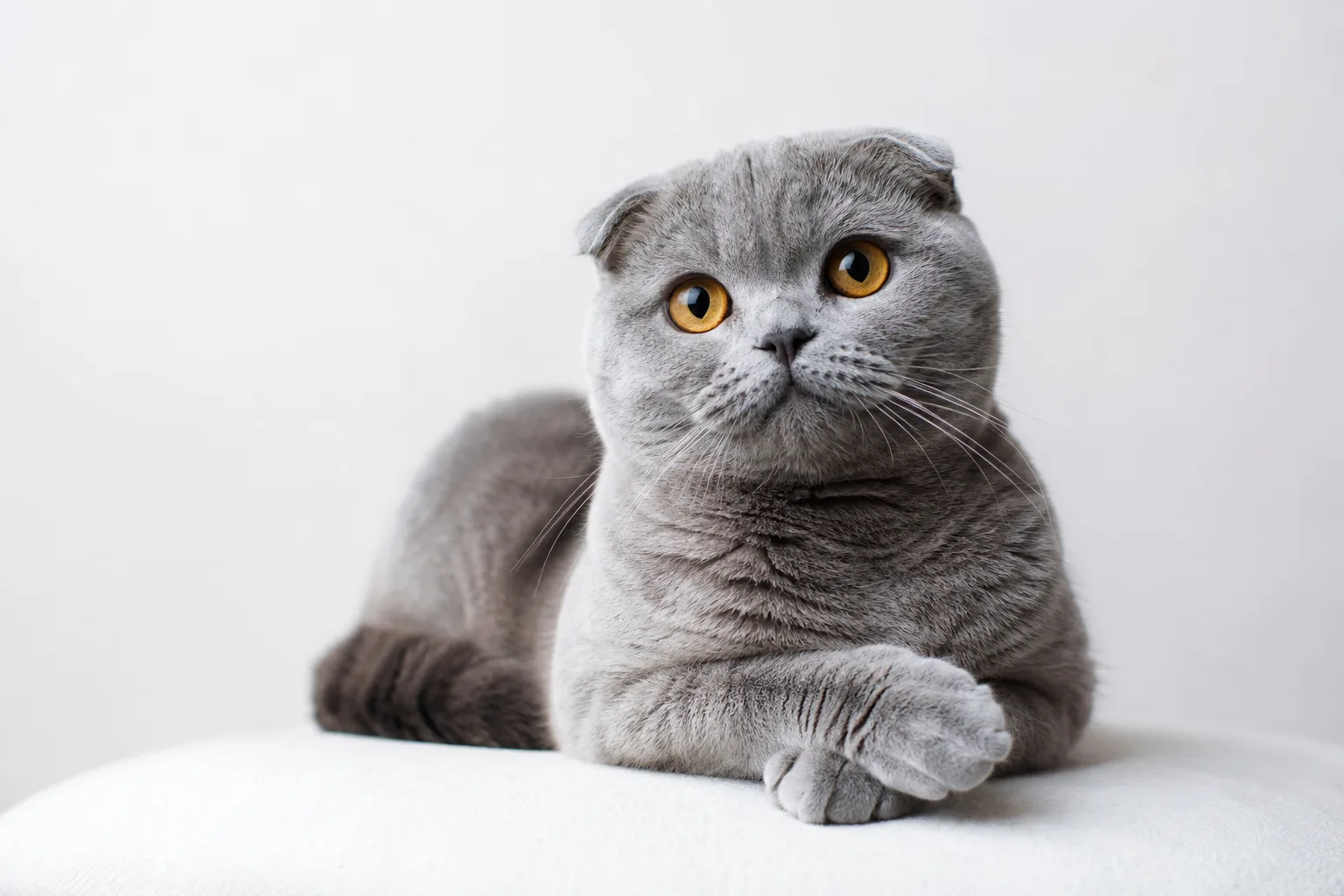 Scottish Fold Cat